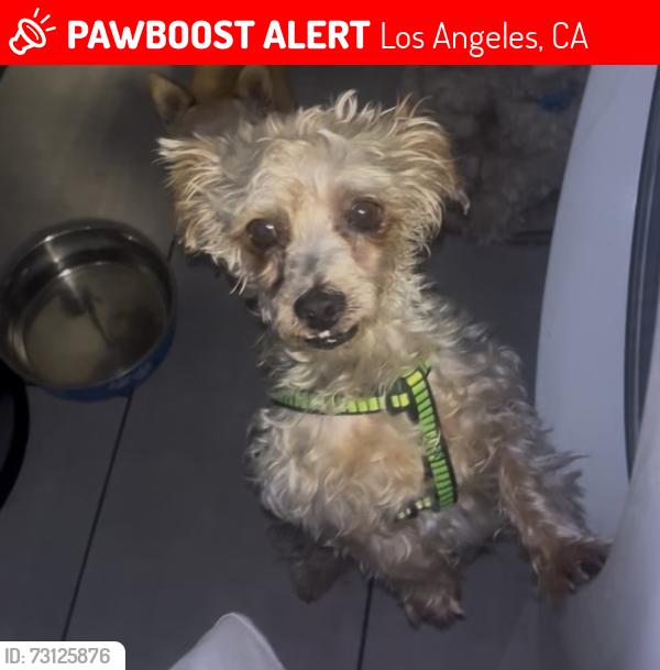 Lost Male Dog last seen Obama blvd, Los Angeles, CA 90018