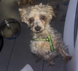 Lost Male Dog last seen Obama blvd, Los Angeles, CA 90018