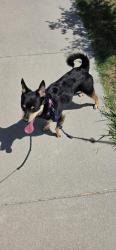 Reunited Male Dog last seen Adoree, Norwalk, CA 90650