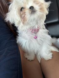 Lost Female Dog last seen Oakhurst, Tulsa, OK 74131