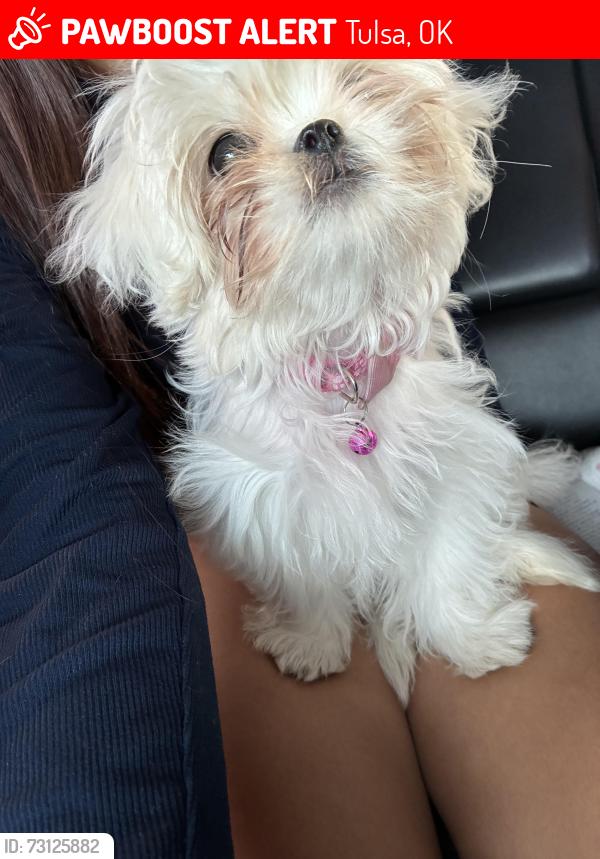 Lost Female Dog last seen Oakhurst, Tulsa, OK 74131
