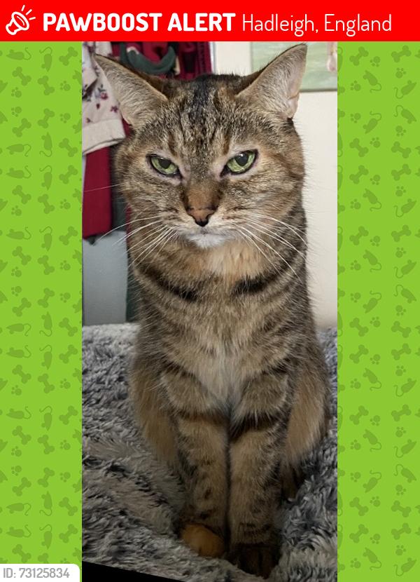 Lost Female Cat last seen Solby’s Lane near Morrisons, Hadleigh, England 