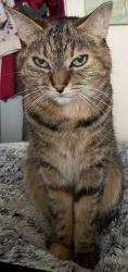 Lost Female Cat last seen Solby’s Lane near Morrisons, Hadleigh, England 