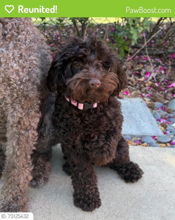Reunited Female Dog last seen Cajun drive & laura drive, Cobb County, GA 30066
