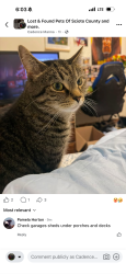 Lost Male Cat last seen Hitler road 1, Circleville, OH 43113