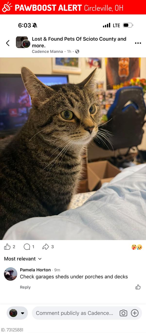 Lost Male Cat last seen Hitler road 1, Circleville, OH 43113