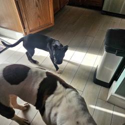 Found/Stray Male Dog last seen olympia, Olympia Heights, FL 33165