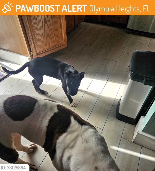 Found/Stray Male Dog last seen olympia, Olympia Heights, FL 33165