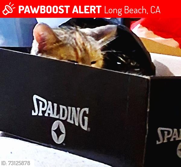 Lost Female Cat last seen Locust/south, Long Beach, CA 90805
