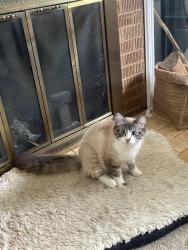 Reunited Female Cat last seen Franklin and w 28th st, Vancouver, WA 98660