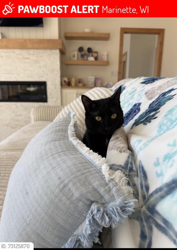 Lost Male Cat last seen On Shore Drive, about a mile south of little river country club, Marinette, WI 54143