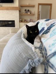 Lost Male Cat last seen On Shore Drive, about a mile south of little river country club, Marinette, WI 54143