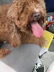 Reunited Female Dog last seen derryrush ave, villages at back creek - university heights, Charlotte, NC 28213