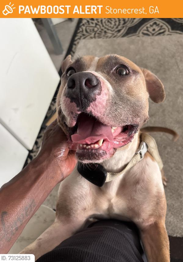 Found/Stray Female Dog last seen Fannin Dr, Stonecrest, GA 30038