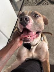 Found/Stray Female Dog last seen Fannin Dr, Stonecrest, GA 30038