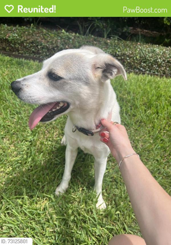 Reunited Female Dog last seen Inwood Dr, Houston, TX 77019, USA, Houston, TX 77019