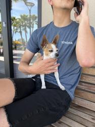 Reunited Female Dog last seen Academic coffee, Santa Clara, CA 95050