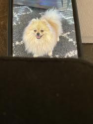 Reunited Female Dog last seen Mercy hosp, Gilbert, Gilbert, AZ 85297