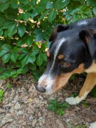Reunited Male Dog last seen East Drive and Willment Pl, Edmond, OK 73034