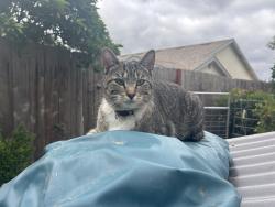 Lost Female Cat last seen Starridge Park, Poway, CA 92064