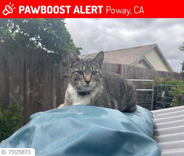 Lost Female Cat last seen Starridge Park, Poway, CA 92064