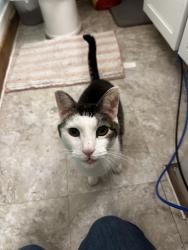 Reunited Male Cat last seen Atlantic Ave, Saint Paul, MN 55106
