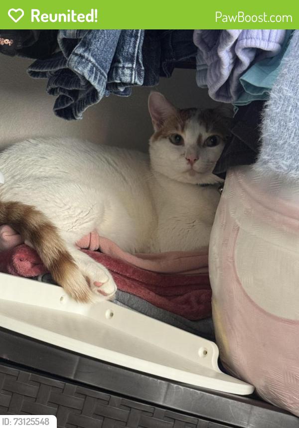 Reunited Male Cat last seen Euclid & 5th, Santa Ana, CA 92703