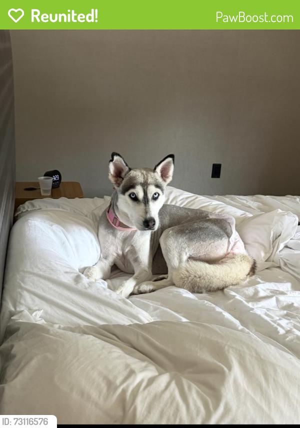 Reunited Female Dog last seen Etiwanda and limonite, Jurupa Valley, CA 91752