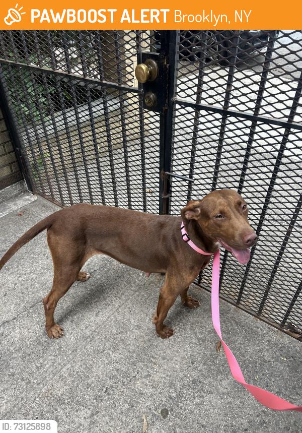 Found/Stray Female Dog last seen Around Pennsylvania Ave, Brooklyn, NY 11207