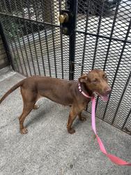 Found/Stray Female Dog last seen Around Pennsylvania Ave, Brooklyn, NY 11207