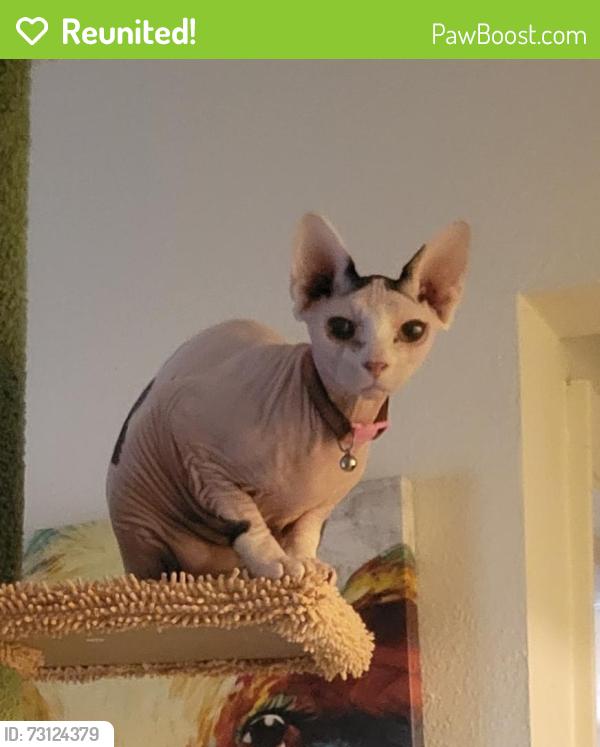 Reunited Female Cat last seen Smoky Hill & Telluride, behind Big Sandy park, Centennial, CO 80015
