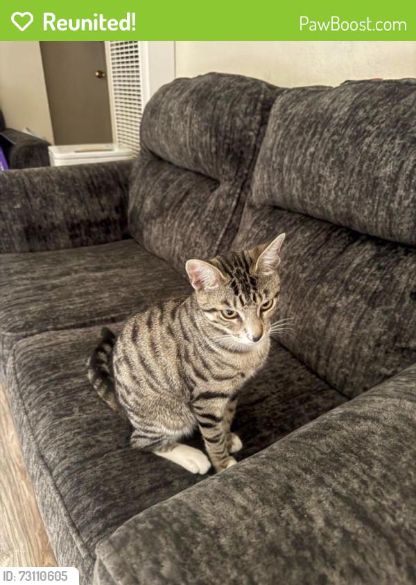 Reunited Male Cat last seen Rockaway Ln, Hayward, CA 94541, USA, Hayward, CA 94541