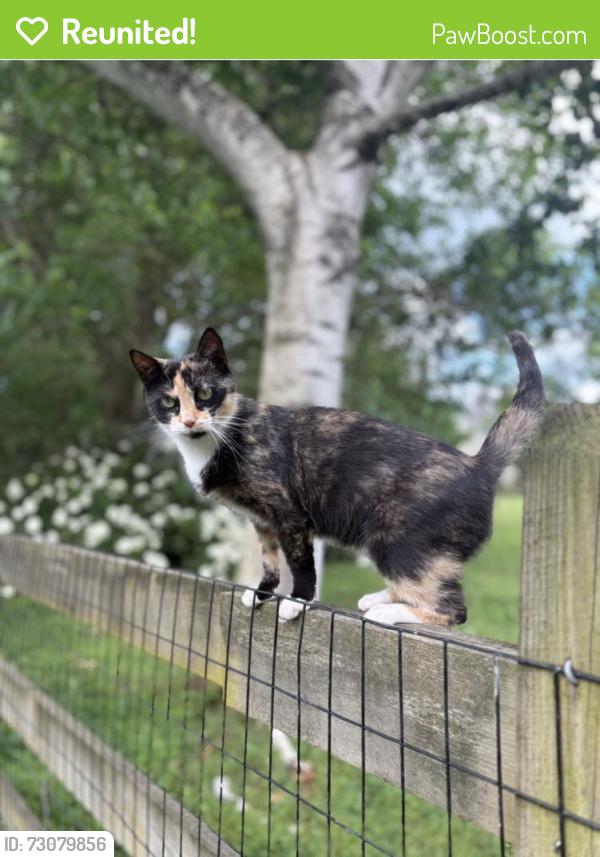Reunited Female Cat last seen Quaker Lane/Settlers Path, Sadsbury Township, PA 19365