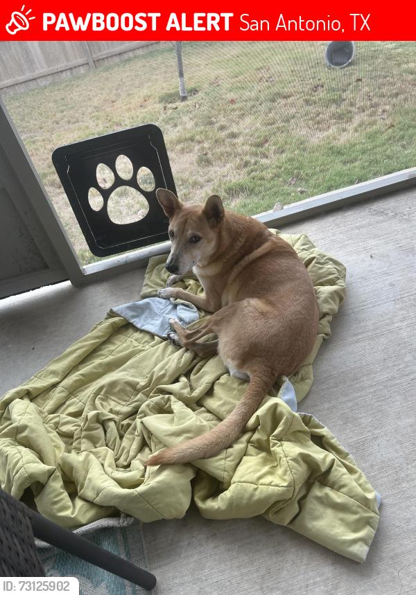 Lost Female Dog last seen Flores, San Antonio, TX 78214