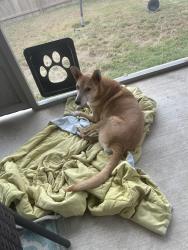 Lost Female Dog last seen Flores, San Antonio, TX 78214