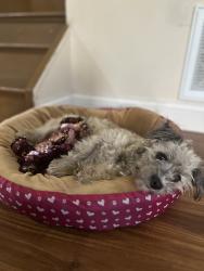 Lost Female Dog last seen Cross street, Cincinnati, OH 45231