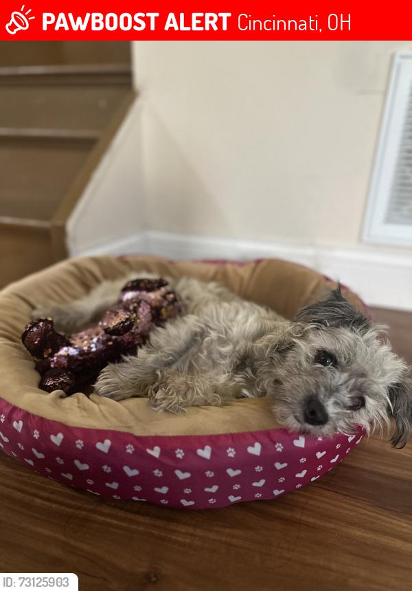 Lost Female Dog last seen Cross street, Cincinnati, OH 45231