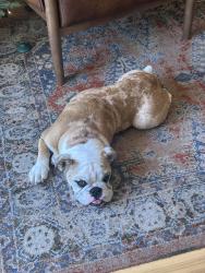 Reunited Female Dog last seen Harris Creek Rd and Walking Horse Ln, McGregor, TX 76657