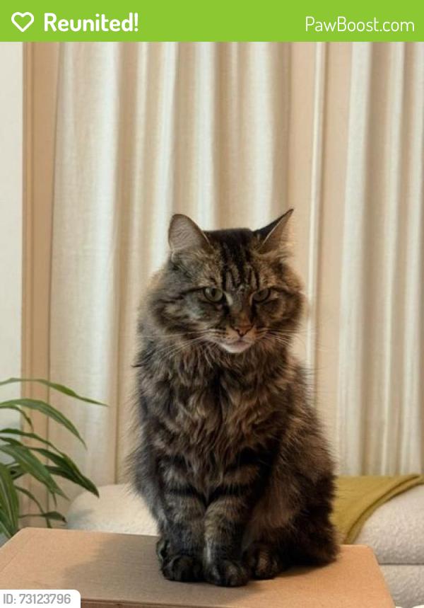 Reunited Male Cat last seen Irving & 3rd Avenue, San Francisco, CA 94122