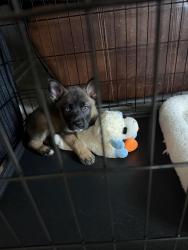 Reunited Male Dog last seen Near and Bougainvillea Dr, Conroe, TX 77301