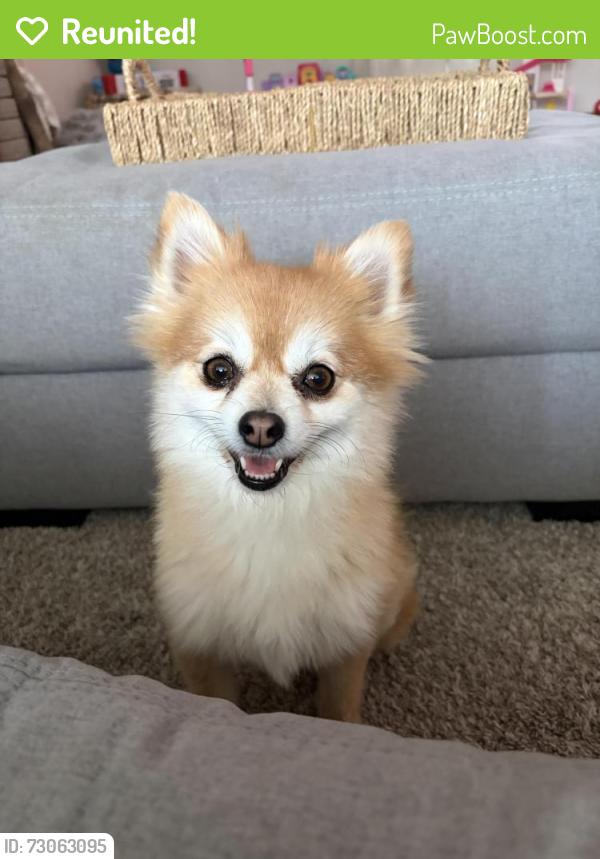 Reunited Female Dog last seen West laurel circle and reservoir street, Mount Pleasant, PA 15666