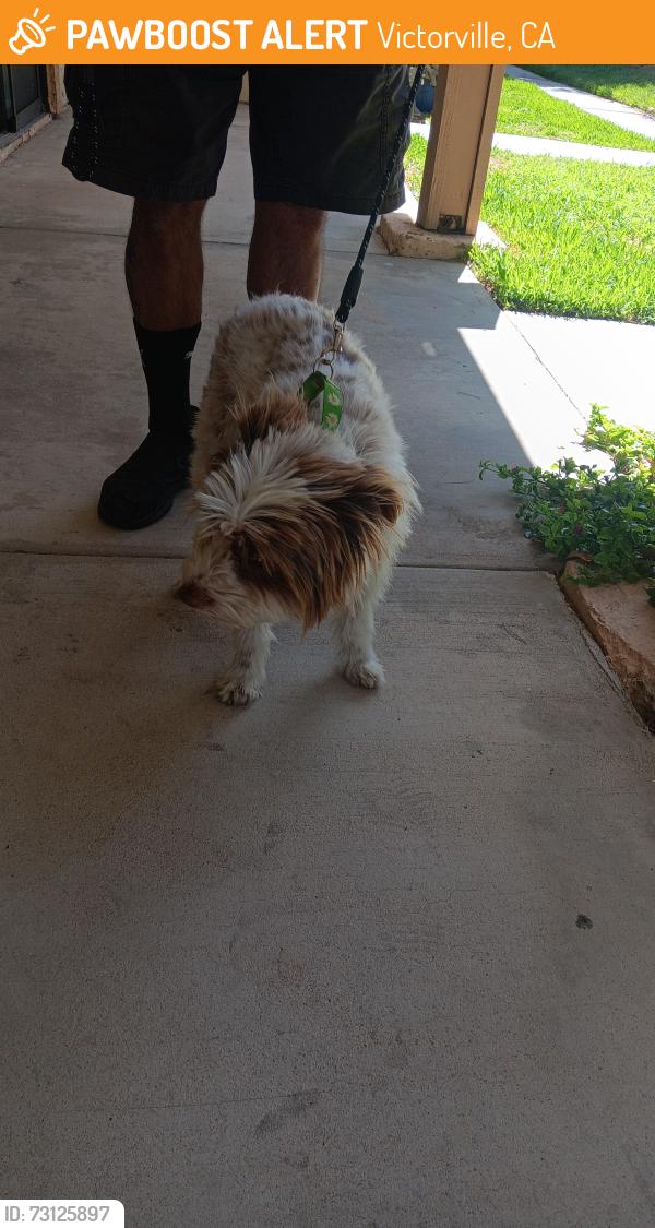 Found/Stray Female Dog last seen Seneca Rd., Victorville, CA 92392
