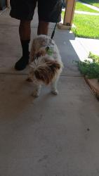 Found/Stray Female Dog last seen Seneca Rd., Victorville, CA 92392