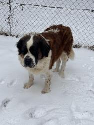Reunited Female Dog last seen Statesville blvd and east colonial, Salisbury, NC 28144