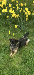 Reunited Female Dog last seen Fort st, Detroit, MI 48217