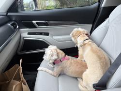 Found/Stray Male Dog last seen Village and Del obispo, Dana Point, CA 92629