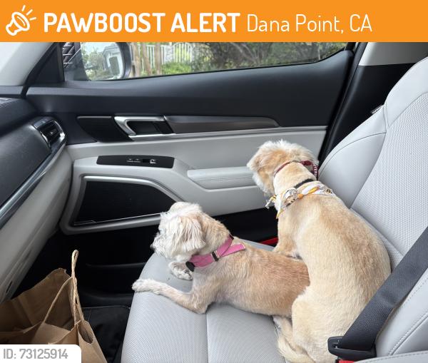 Found/Stray Male Dog last seen Village and Del obispo, Dana Point, CA 92629