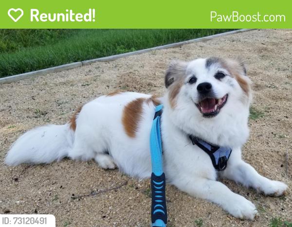 Reunited Male Dog last seen Sunrise valley 12260, Reston, VA 20191