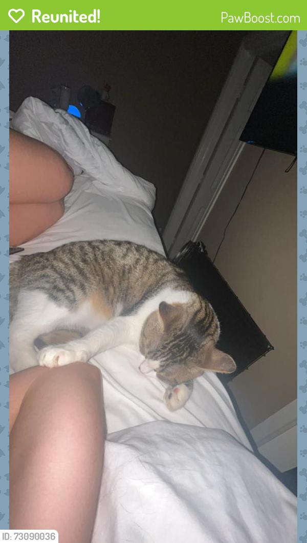 Reunited Female Cat last seen Edmond Rd and Kelly, Edmond, OK 73003