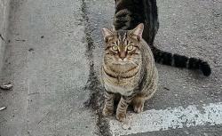 Lost Female Cat last seen Friars and trolley station gaines, San Diego, CA 92110